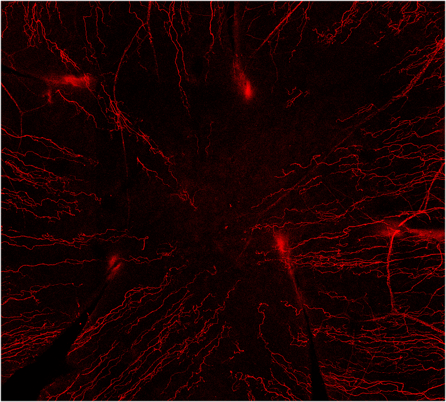 Neuron-specific  beta ‑III Tubulin NorthernLights™ NL557-conjugated Antibody NL1195R