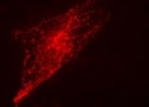 Neuron-specific beta-III Tubulin NL637 Antibody (Clone TuJ-1) NL1195V