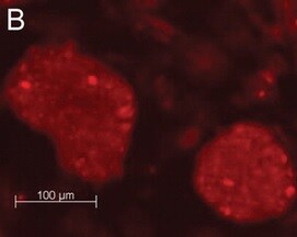 GloLIVE Human TRA-1-60(R) NL557 Live Cell MAb (Cl TRA-1-60) NLLC4770R
