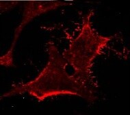 GloLIVE Human TRA-1-60(R) NL557 Live Cell MAb (Cl TRA-1-60) NLLC4770R