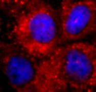 GloLIVE Human TRA-1-60(R) NL557 Live Cell MAb (Cl TRA-1-60) NLLC4770R
