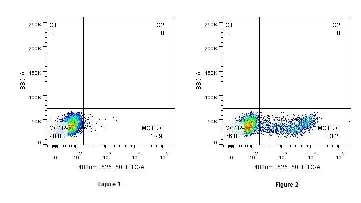 Melanocortin-1 R/MC1R Antibody - BSA Free NLS1040