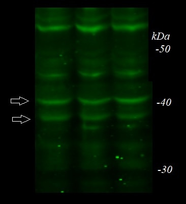 FPRL1/FPR2 Antibody - BSA Free NLS1878
