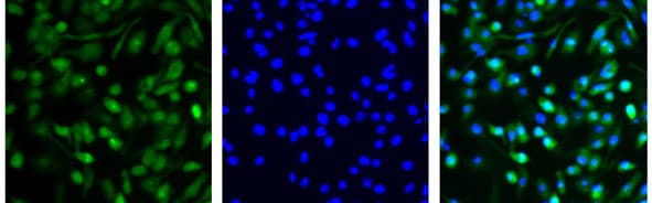 FPRL1/FPR2 Antibody - BSA Free NLS1878