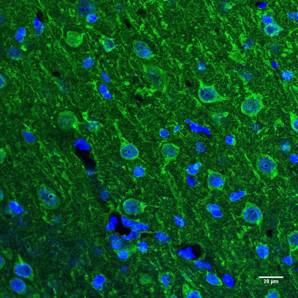 Opsin 3 Antibody - BSA Free NLS2134