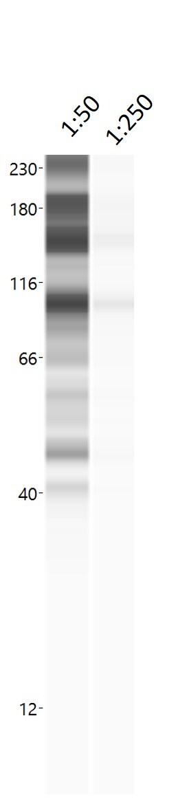 CDC7 Antibody - BSA Free NLS7979