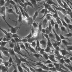 Mouse Cortical Stem Cells (2 x 10e6 cells/vial) NSC002