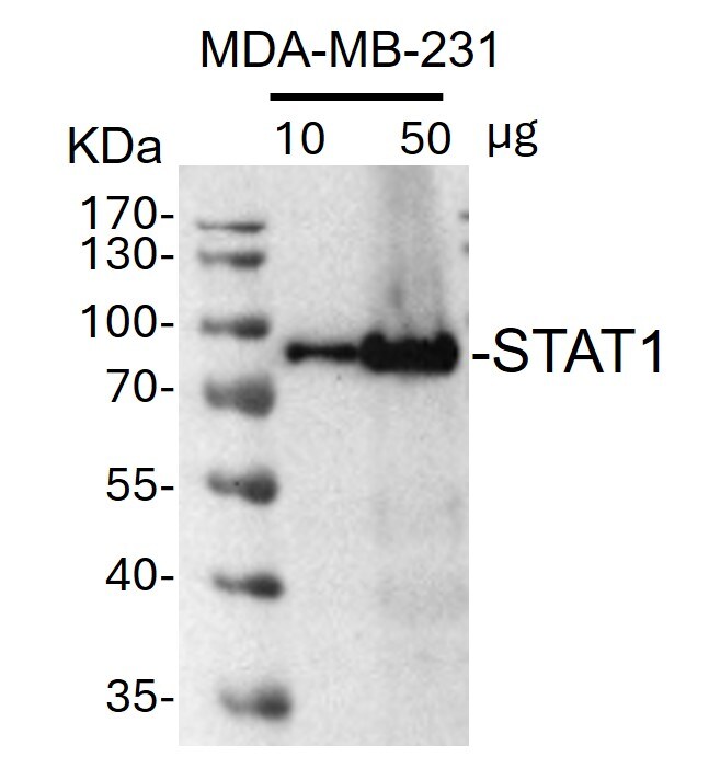 Human/Mouse STAT1 p91 Antibody PAF-ST1