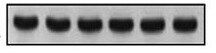 Human FXR/NR1H4 Antibody PP-A9033A-00