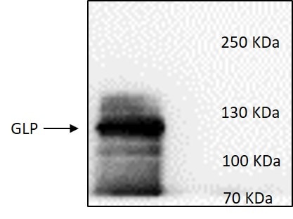 Human/Mouse GLP/EHMT1 Antibody PP-B0422-00