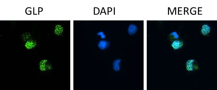 Human/Mouse GLP/EHMT1 Antibody PP-B0422-00