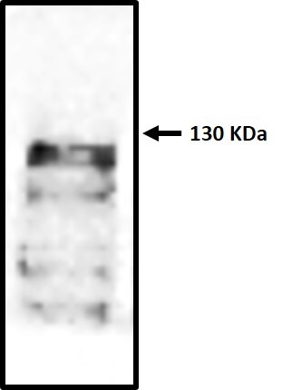 Human/Mouse GLP/EHMT1 Antibody PP-B0422-00