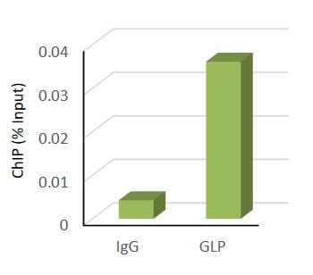 Human/Mouse GLP/EHMT1 Antibody PP-B0422-00