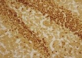 Human/Mouse GLP/EHMT1 Antibody PP-B0422-00