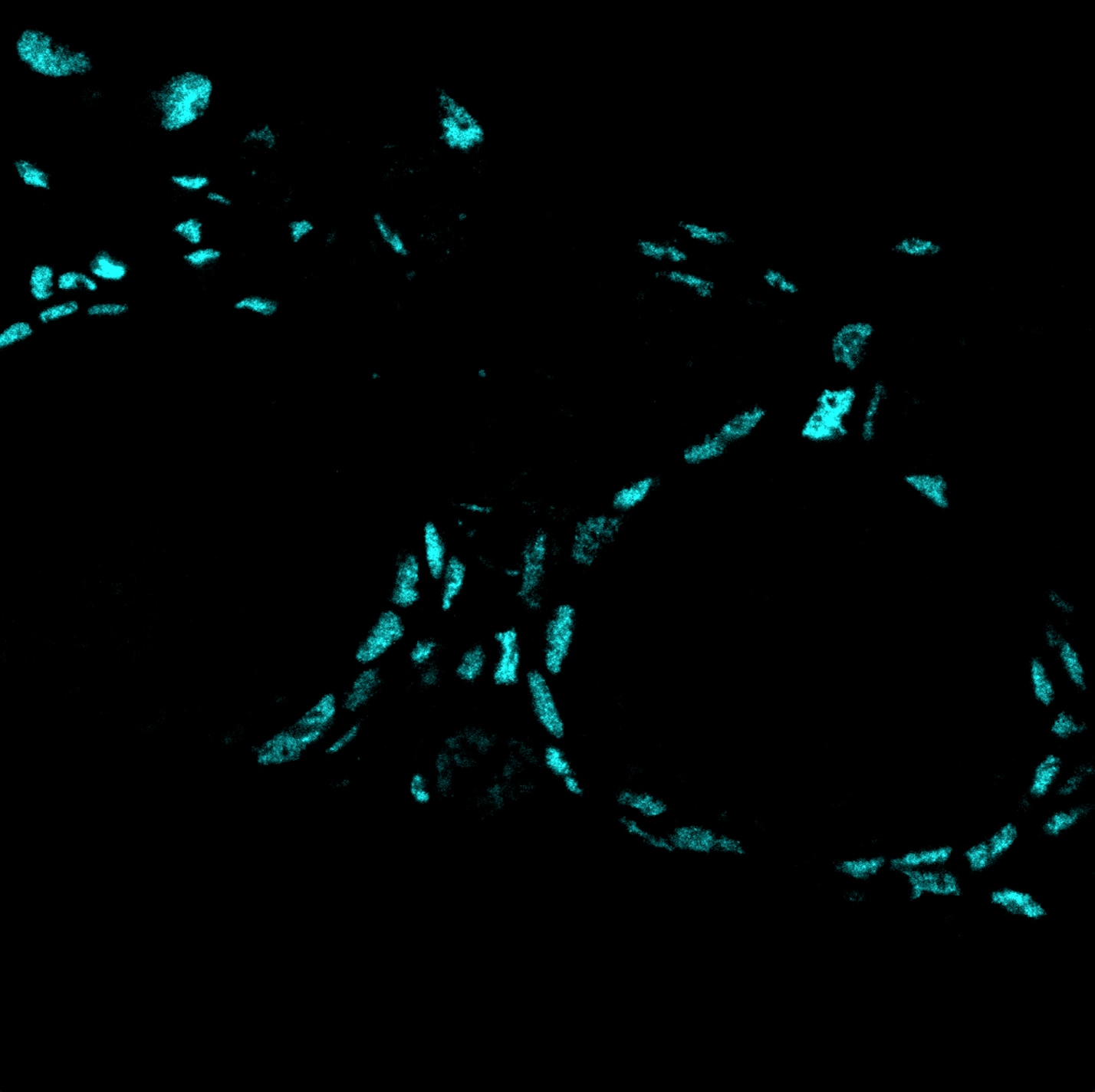 Human COUP‑TF II/NR2F2 Antibody PP-H7147-00
