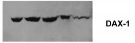 Human DAX1/NR0B1 Antibody (Clone H7431) PP-H7431-00