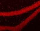 Human GR/NR3C1 Antibody (Clone H8031) PP-H8031-00