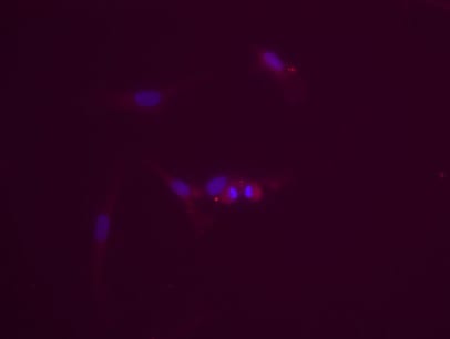 Human COUP-TF I/NR2F1 Antibody (Clone H8132) PP-H8132-00