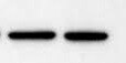 Human COUP-TF I/NR2F1 Antibody (Clone H8132) PP-H8132-00