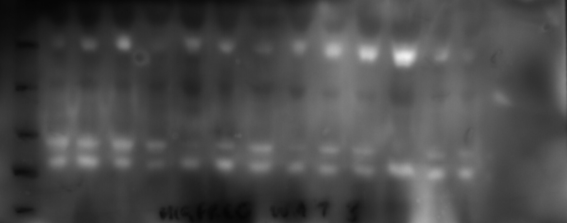 Human PPAR delta/NR1C2 Antibody (Clone K9436) PP-K9436-00