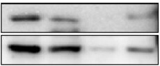 Human PPAR delta/NR1C2 Antibody (Clone K9436) PP-K9436-00