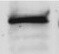 Human SF-1/NR5A1 Antibody (Protein A Purified) PP-N1665-0C