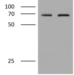 Phospho-PAK (T402) Antibody PPS058