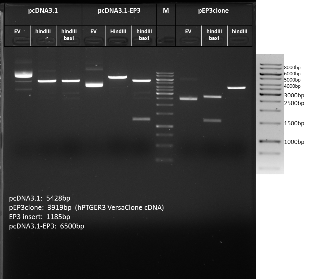 Human PTGER3 (NP_942007) VersaClone cDNA RDC0175