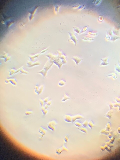 Fetal Bovine Serum - Premium S11150