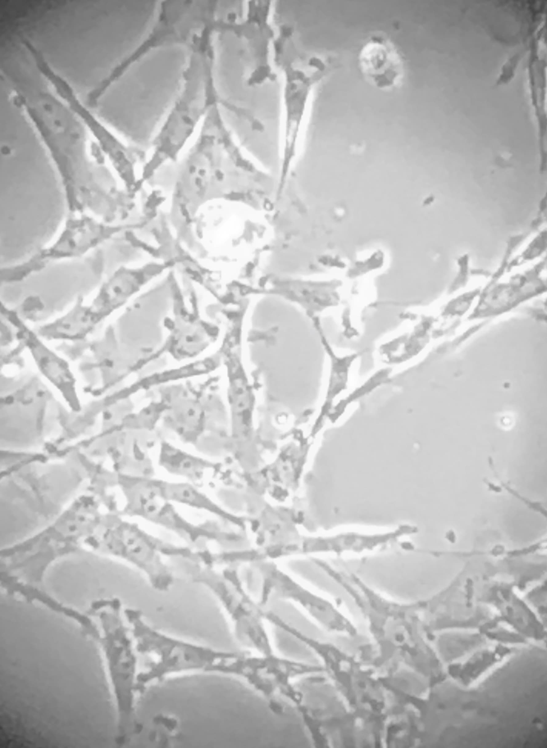 Fetal Bovine Serum - Premium S11150