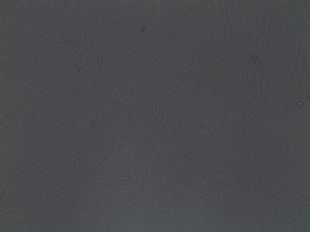 Fetal Bovine Serum - Premium S11150