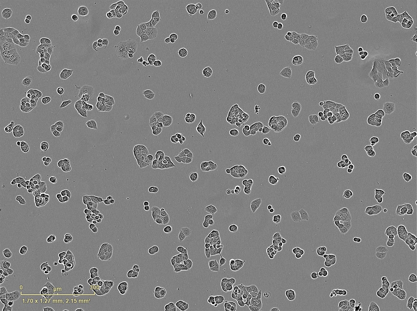 Fetal Bovine Serum - Premium Select S11550