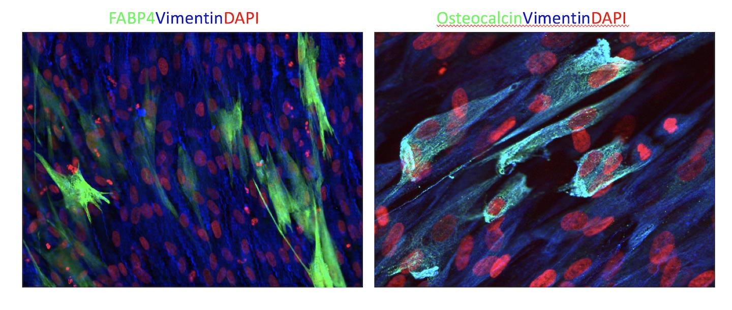 Human Mesenchymal Stem Cell Functional Identification Kit SC006
