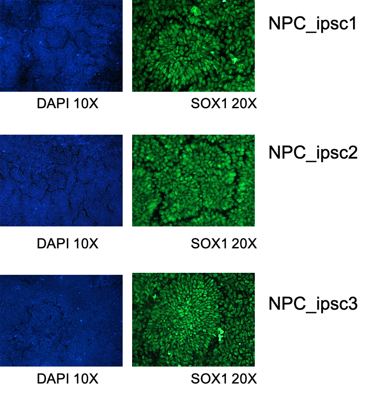 StemXVivo Neural Progenitor Differentiation Kit SC035