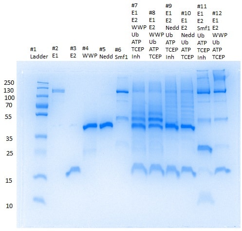 Recombinant Human Ubiquitin Protein, CF U-100H