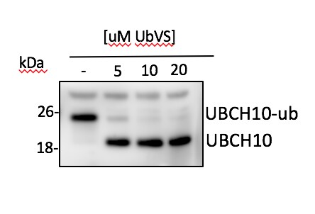 Recombinant Human Ubiquitin Vinyl Sulfone Protein, CF U-202