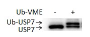 Recombinant Human Ubiquitin Vinyl Methyl Ester Protein, CF U-203
