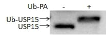 Ubiquitin-Propargylamide Protein U-214