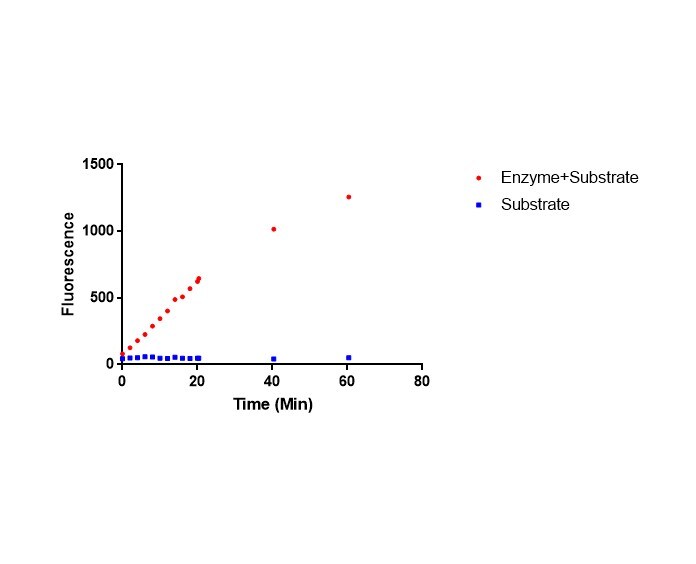 Ubiquitin-Lys-TAMRA (Ub-Gly-Gly-epsilon-Lys-TAMRA-Gly-OH) U-558