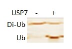 AQUApure Di-Ub Chains (K48-linked) Protein, CF UC-200B