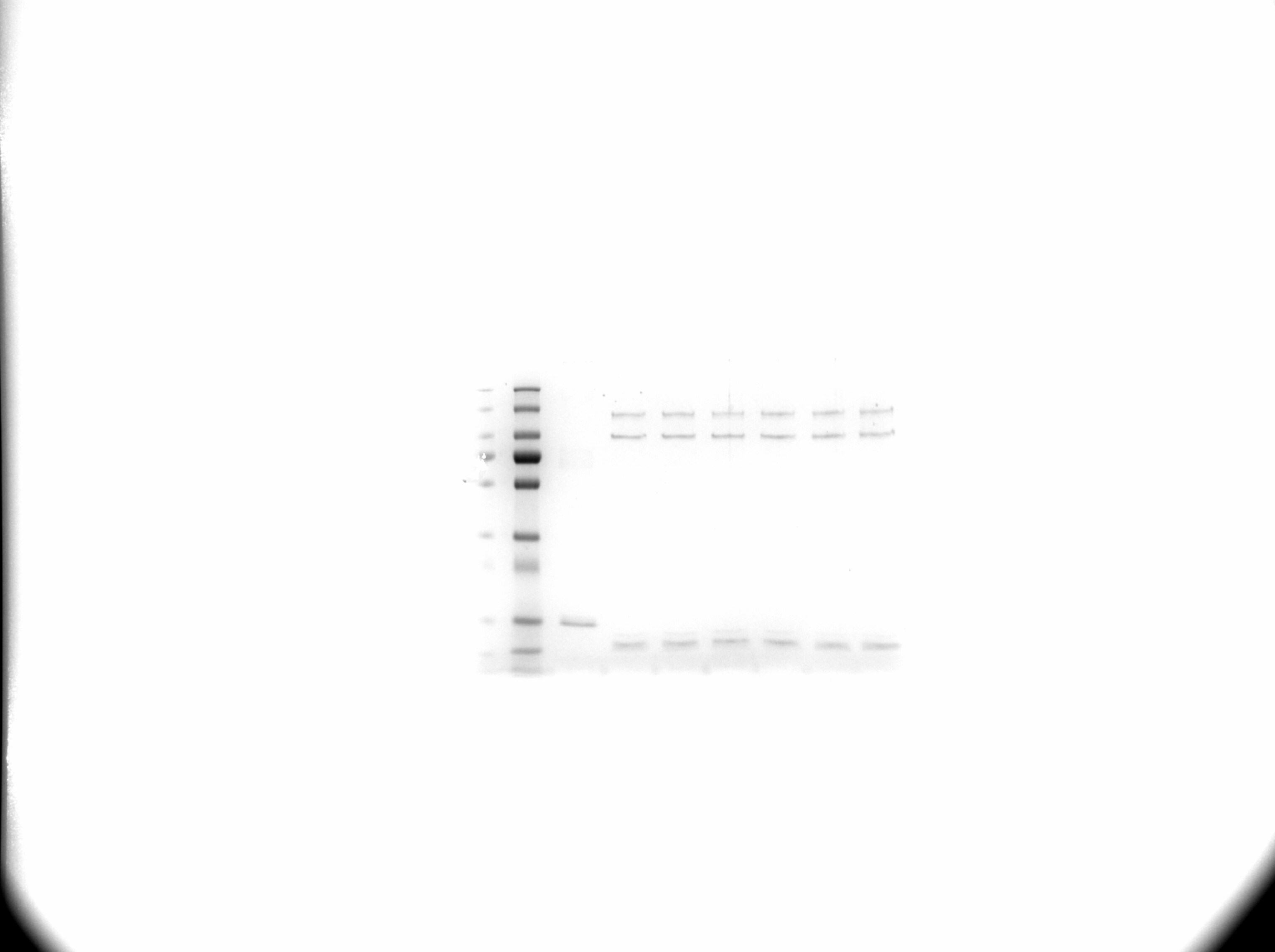 AQUApure Di-Ub Chains (K63-linked) Protein, CF UC-300B