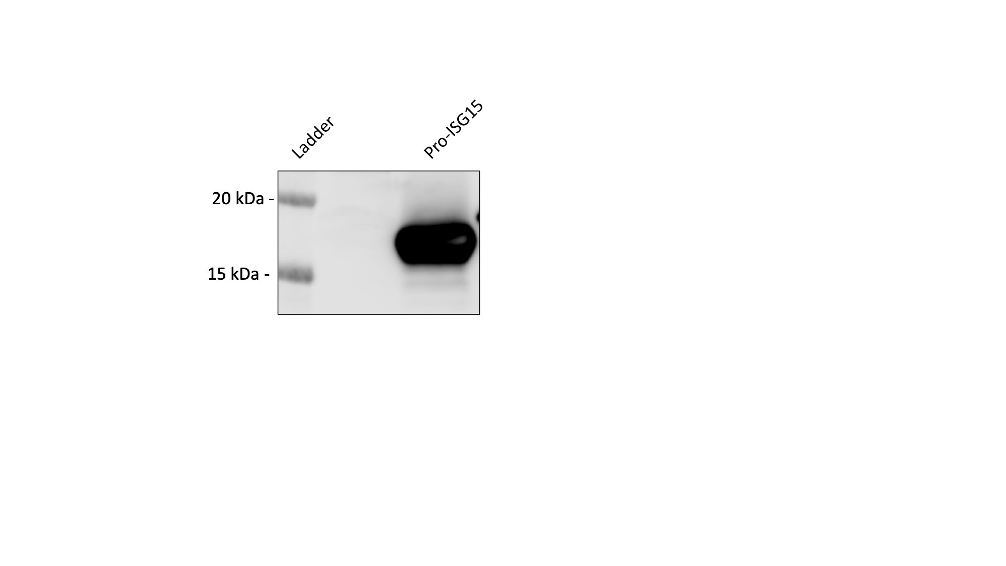 Recombinant Human Pro-ISG15 Protein, CF UL-615