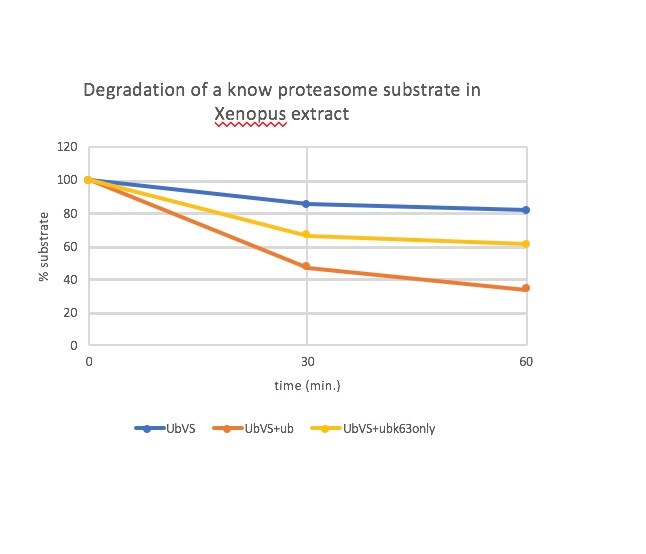 Recombinant Human Ubiquitin Mutant with K63 only Protein, CF UM-K630