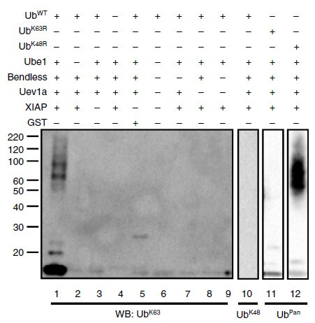 Recombinant Human Ubiquitin Mutant K63R Protein, CF UM-K63R