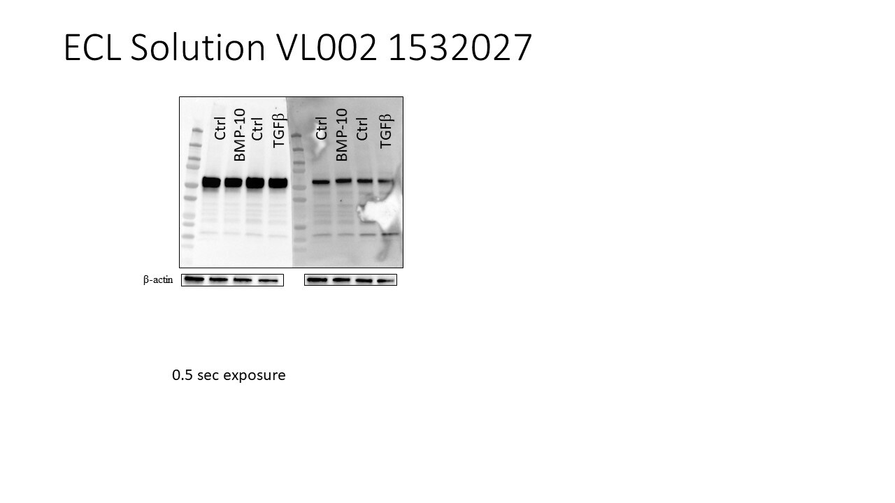VisULite MAX ECL Western Blotting Substrate VL002