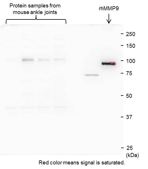 Recombinant Human MMP-9 Western Blot Standard Protein WBC018
