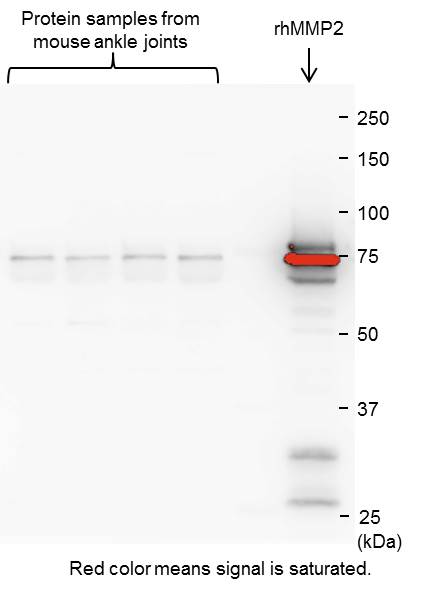 Recombinant Human MMP-2 Western Blot Standard Protein WBC025