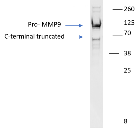 Recombinant Mouse MMP-9 Western Blot Standard Protein WBC031