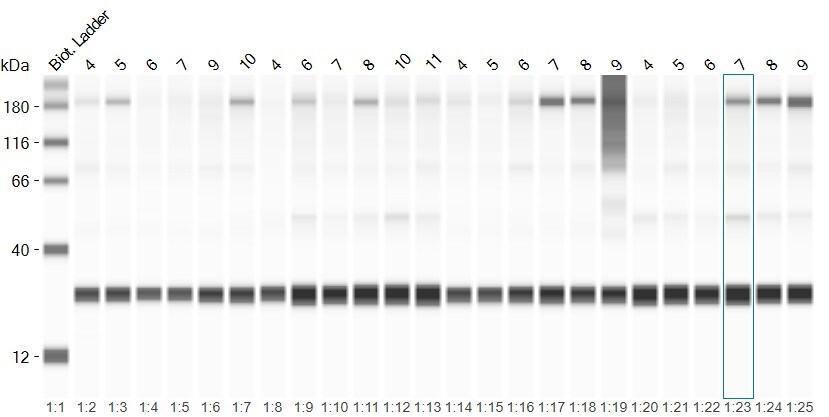 SOD2/Mn-SOD Antibody - BSA Free NB100-1992