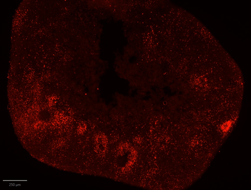 Human/Mouse/Rat SOX1 Antibody AF3369